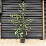 Alnus Glutinosa - Alder tree - Feathered - Height 280-300cm - Girth 6-8cm -30lt
