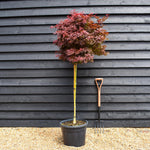 Japanese maple 'Shaina' | Acer palmatum - Clear Stem 90cm - Height 150-180cm - 35lt