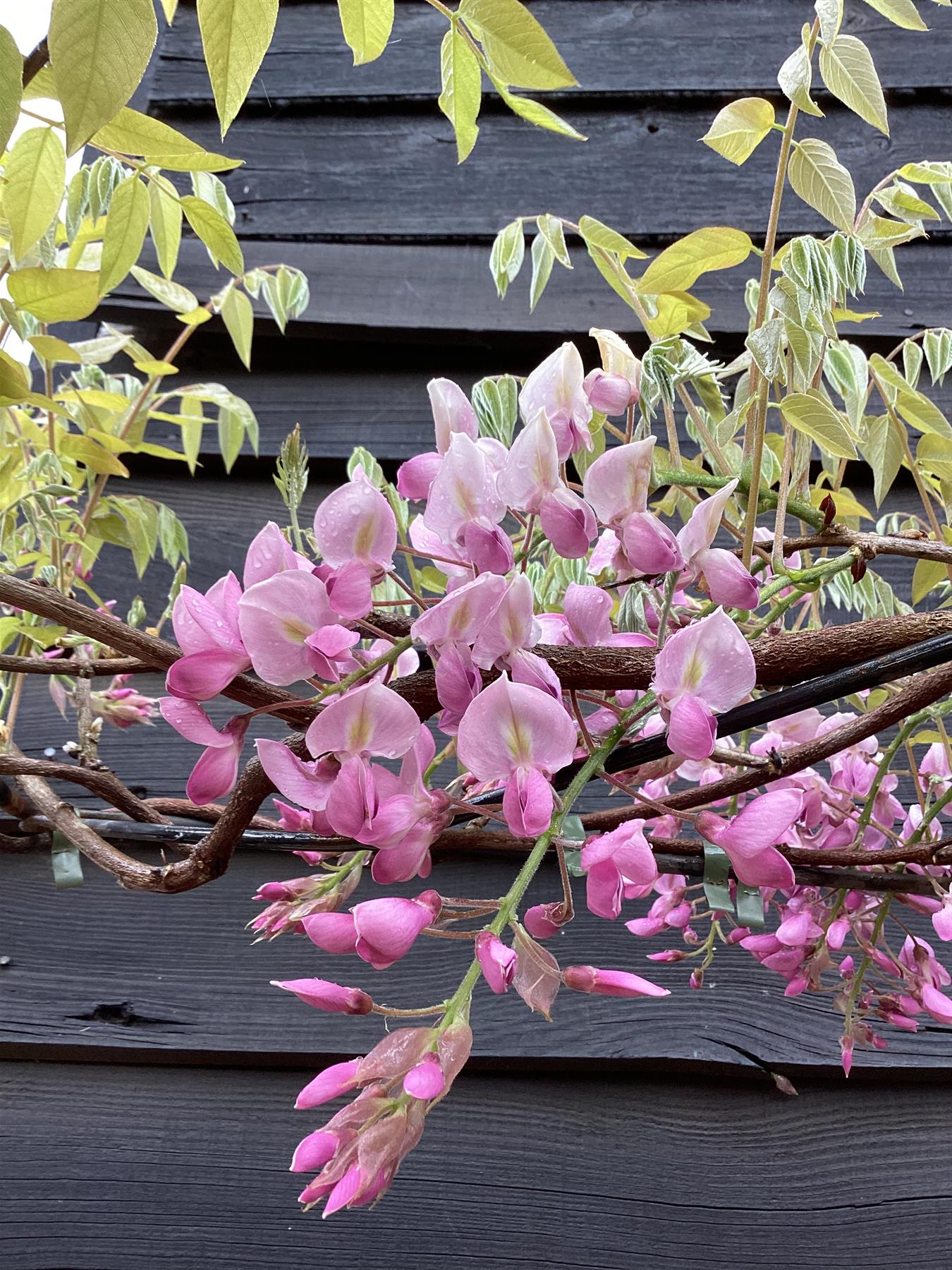 Wisteria brachybotrys 'Showa-beni' Umbrella | Silky Wisteria 'Showa-beni' - 250cm, 45lt