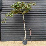 Actinidia chinensis | Kiwi Fruit Tree - Height 150-180cm - 25lt