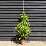 Wisteria Violacea Plena - Cane - Height 160-170cm - 12lt