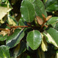 Elaeagnus 'Maryline' - Ball | Evergreen Silverthorn - 60-70cm, 30lt