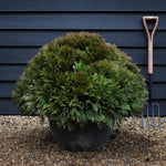 Thuja occidentalis Danica | White Cedar 'Danica' - Bowl - Height 50cm Width 80cm - 50lt