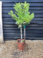 Magnolia Stellata | Star Magnolia - Clear stem 60cm - Height 120-130cm - 18lt