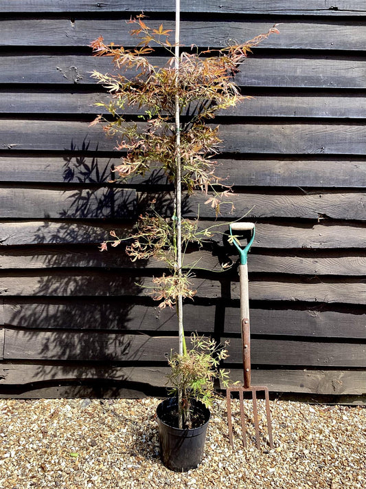 Acer palmatum 'Scolopendriifolium Atropurpureum' | Bamboo-Leaf Japanese Maple - 100-150cm, 5lt