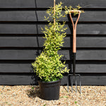 Jasminum (Pink) - Height 75-120cm - 9lt