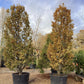 Carpinus betulus | European Hornbeam - Cone - Large - Bushy - Height 350cm -  285lt