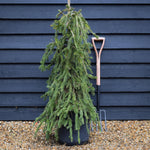 Picea abies 'Inversa' / Pendula| Norway spruce - Height 110-120cm - 35lt