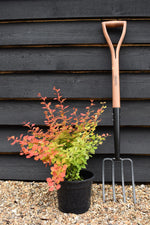 Berberis thunbergii 'Desparados'| Berberis thunbergii 'Desparados' 25-35cm - 3lt