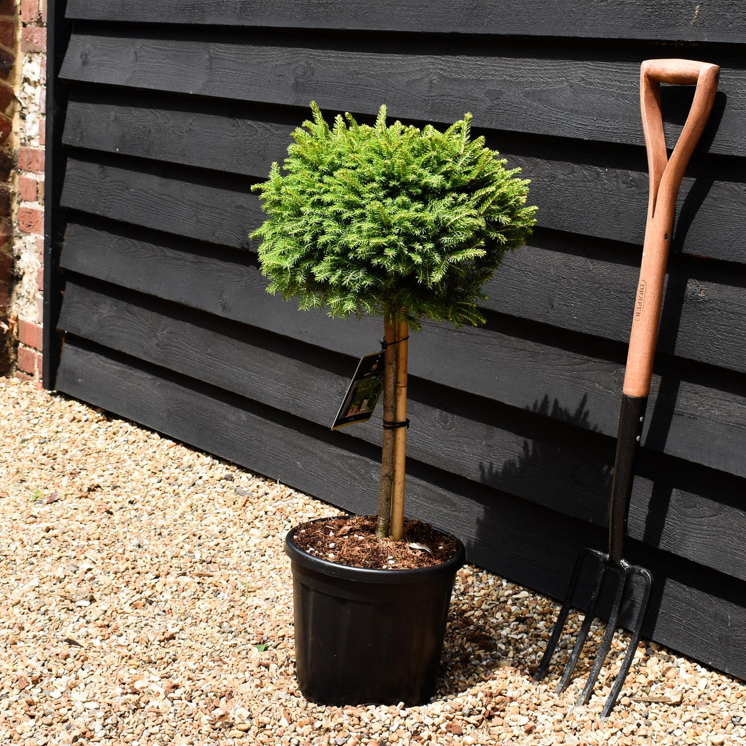 Picea abies Little Gem | Norway Spruce - Stem 35cm - Height 70cm - Width 30-40cm - 11lt