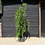 Prunus serrulata 'Kiku-Shidare' - Height 280-300cm - Clear Stem 150cm - Girth 10-12cm - Weeping - 45lt