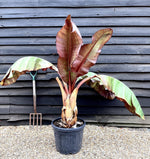 Ensete ventricosum 'Maurelii' | Red Abyssinian banana 100-120cmPalm - 25lt