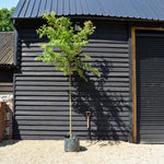 Sorbus arnoldiana 'White Wax' - Clear Stem 160cm - Girth 8-10cm - Height 300-350cm - 45lt