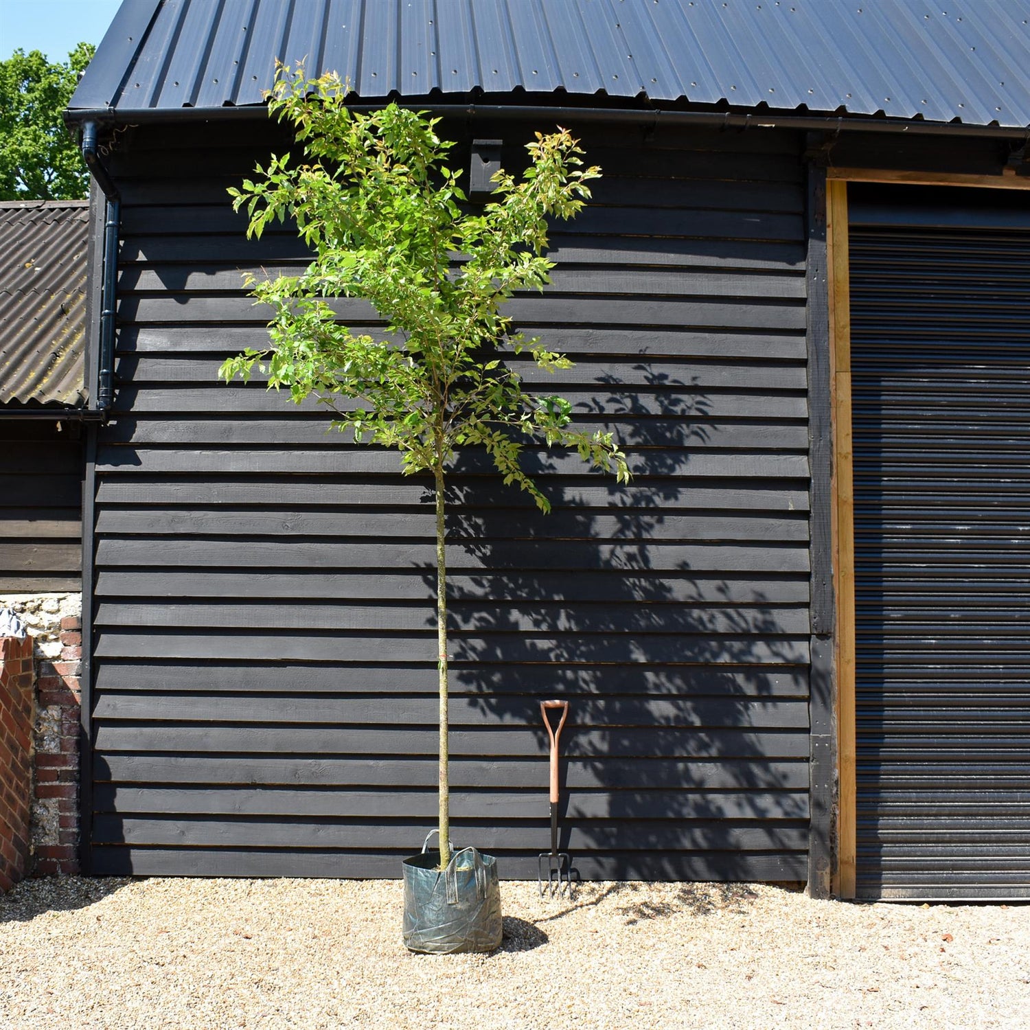 Sorbus arnoldiana 'White Wax' - Clear Stem 160cm - Girth 8-10cm - Height 300-350cm - 45lt