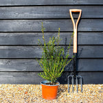 Ilex Crenata | Japanese Holly - Shrub - Height 70-90cm - 3lt