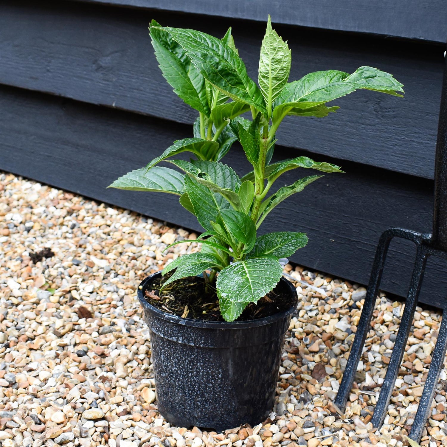 Hydrangea macrophylla 'Mariesii Perfecta' | Hydrangea Blue Wave - 3lt