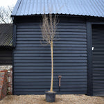 Punica granatum - Pomegranate - Standard - Clear Stem Girth 18-20cm - Height 380-400 - 55lt