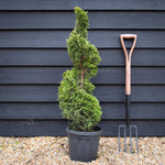 Cuprocyparis leylandii 'Gold Rider' - Spiral - 110-120cm, 10lt