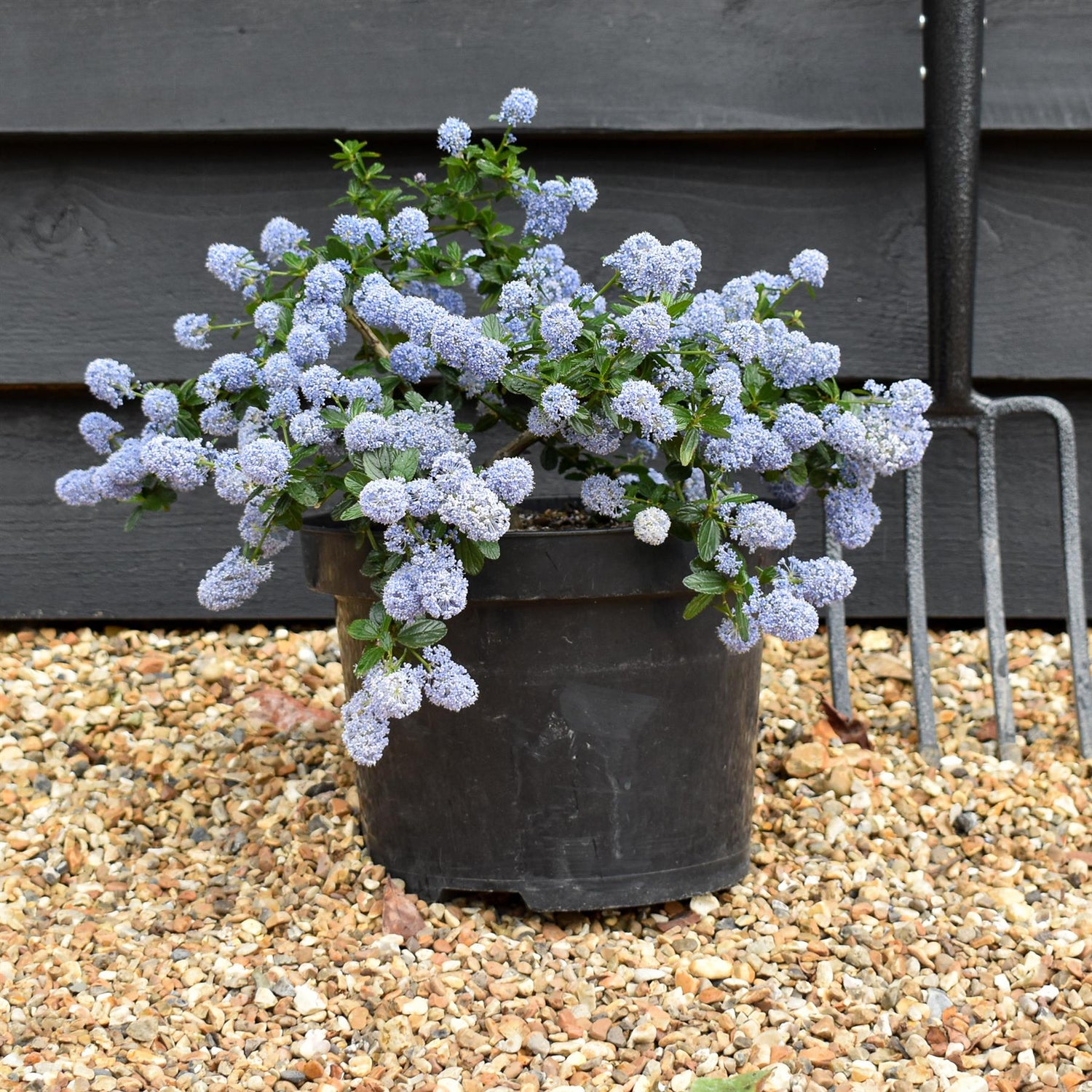 Ceanothus thrysifloris repens - 20-30cm, 5lt