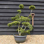 Ilex crenata 'Kinme' - Bonsai - Clouds - Multistem - Height 110-130cm - Bowl - 30lt