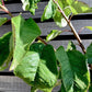 Cherry 'Stella' half-standard | Prunus avium - 140-150cm - 12lt