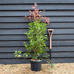 Photinia x fraseri Red Robin - Shrub - Hedging - Bush - Height 130-150cm - 15lt