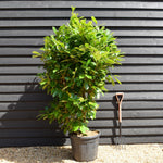 Cherry Laurel | Prunus Rotundifolia - Shrub - Height 150-190cm - 50lt