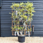 Wisteria sinensis 'Prolific' | Chinese Wisteria Purple - Frame (H) 180cm x (W) 120cm - Height 180cm -70lt