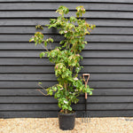 Cornus kousa 'Miss Satomi' Japanese Dogwood - Height 140-150cm - 30lt