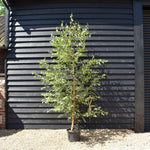 Betula Nigra "Heritage" - River Birch| Black Birch Cully - Height - 200-250cm - 20lt