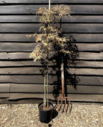 Acer palmatum 'Scolopendriifolium Atropurpureum' | Bamboo-Leaf Japanese Maple - 50-70cm, 10lt