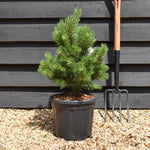 Pinus mugo 'Gnom' | Dwarf mountain pine - Height 50-65cm - Width 40-50cm - 11lt
