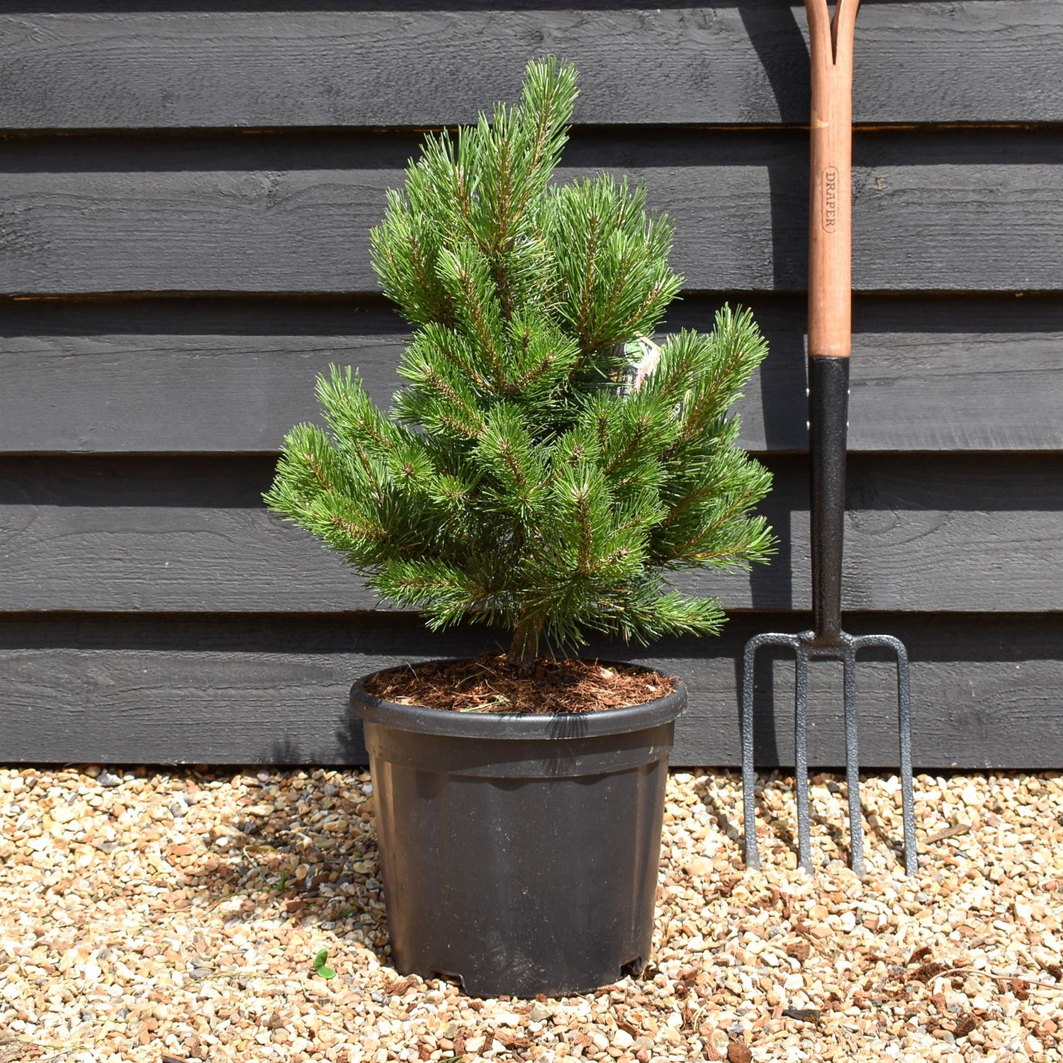 Pinus mugo 'Gnom' | Dwarf mountain pine - Height 50-65cm - Width 40-50cm - 11lt