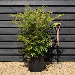Nandina domestica - Shrub - Height 100-110cm - 30lt