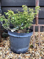 Euonymus Emerald N Gold - 25-35cm, 10lt