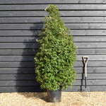 Pittosporum tenuifolium 'Irish Luck' - Height 180-200cm -25lt