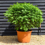 Euonymus alatus Compactus | Winged Spindle Tree - Compact - Ball - Height 120-130cm - Diameter 130cm -140 cm - 115lt