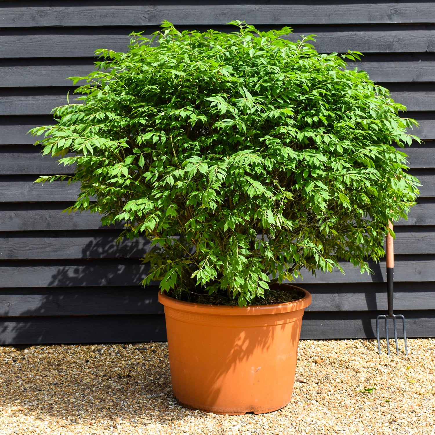 Euonymus alatus Compactus | Winged Spindle Tree - Compact - Ball - Height 120-130cm - Diameter 130cm -140 cm - 115lt