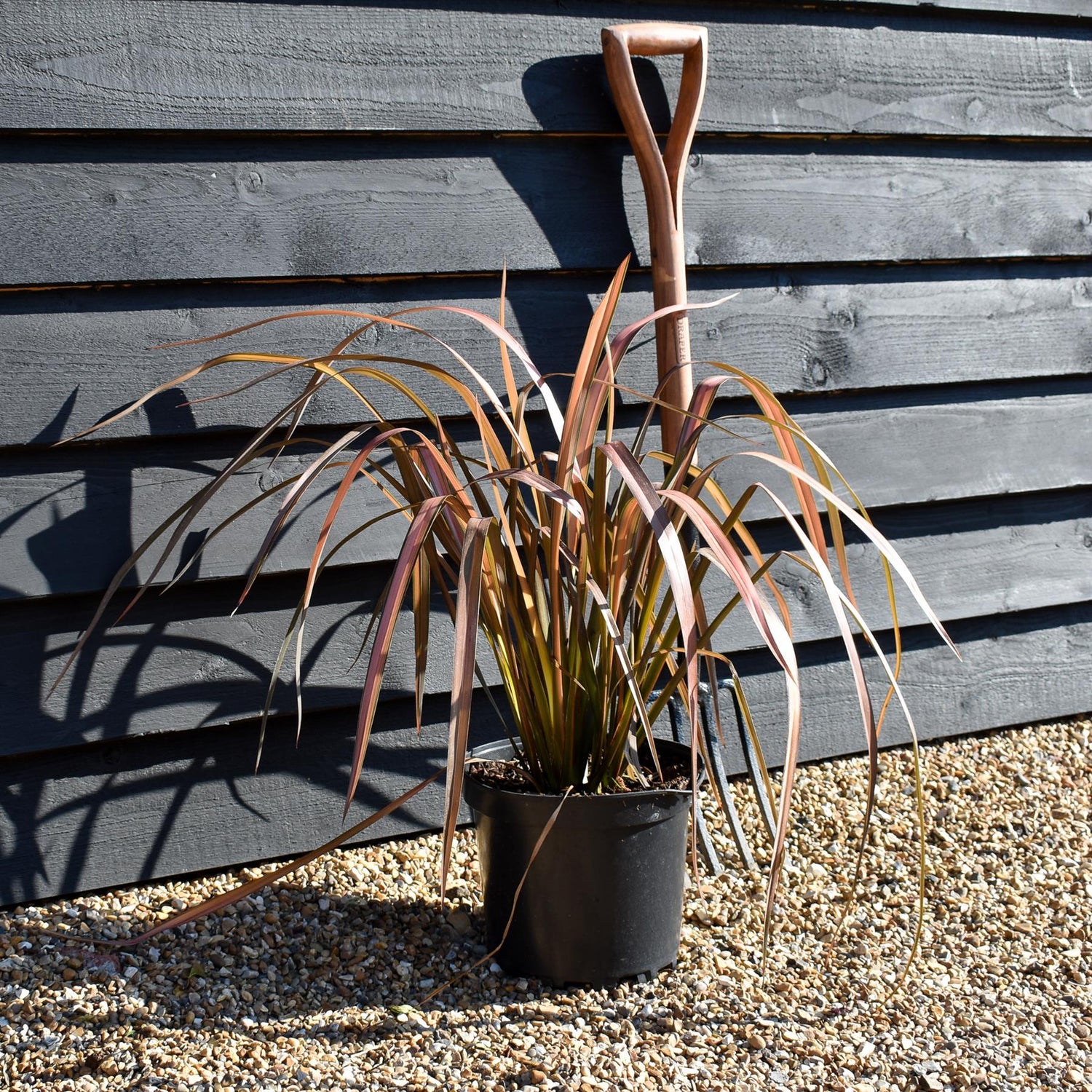 Phormium 'Pink Panther' - Height 40-60cm - 7.5lt