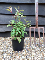 Viburnum bodnantense 'Dawn' | Arrowwood 'Dawn' - 10-20cm - 3lt