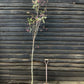 Sorbus vilmorinii | Vilmorin's Rowan 1/2 std, Clear Stem - 150-180cm, 20lt
