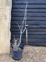 Corylus maxima 'Purpurea' | Purple-Leaved Filbert - 150-170cm, 30lt