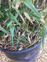 Phyllostachys bissetii | Bisset's Bamboo - Height 280-300cm - 18lt