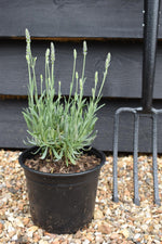 Lavandula x intermedia Grosso - 10-30cm, 2lt