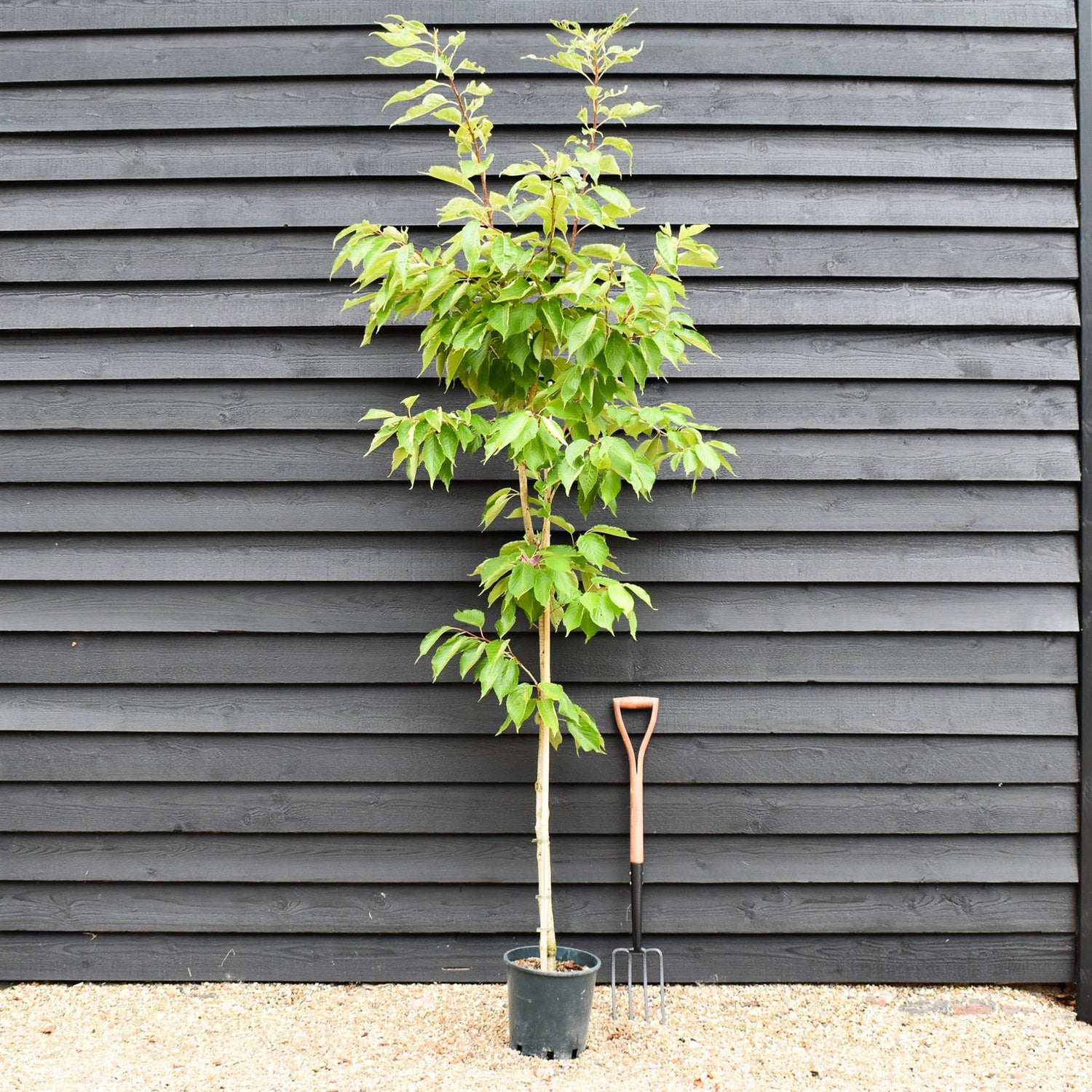 Cherry 'Shizuka' | Prunus Fragrant Cloud - 180-220cm - 12lt