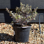 Pittosporum tenuifolium Bannow Bay - 30cm - 10lt