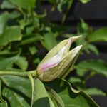 Magnolia x soulangeana - Bush - Height 140-150cm - 20lt