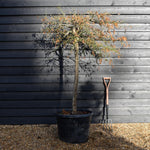 Acer palmatum dissectum | laceleaf Japanese maple - Clear Stem 110cm - Height 140-150cm - 90lt