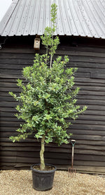 Ilex Nellie R Stevens | Holly 'Nellie R. Stevens' - 230-275cm - 90lt