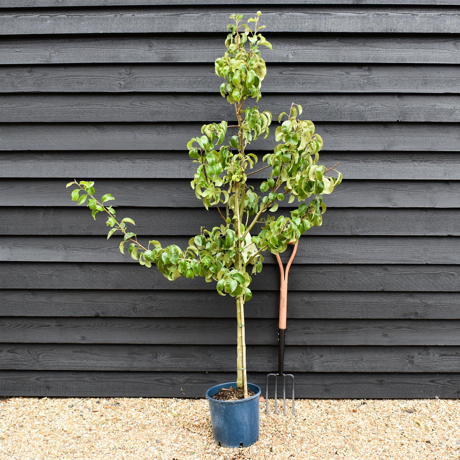 Pear 'Beurre Hardy' | Pyrus communis - 150-160cm - 12lt